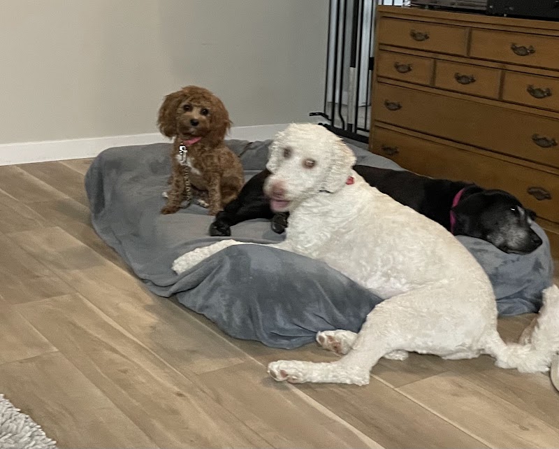 Way of Life Pet Sitting & Boarding, LLC photo 4