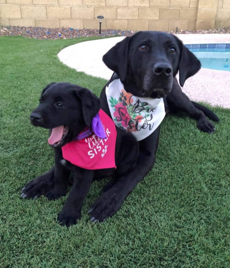 Way of Life Pet Sitting & Boarding, LLC photo 3
