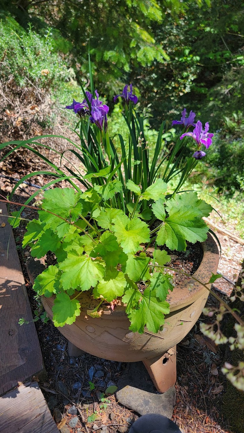 O'Donnell's Fairfax Nursery photo 2