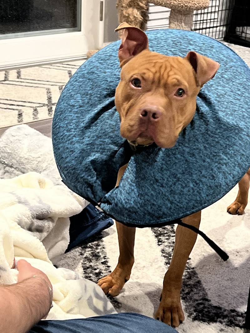 Valley Humane Society's Phil Scholz Veterinary Surgery Center photo 3