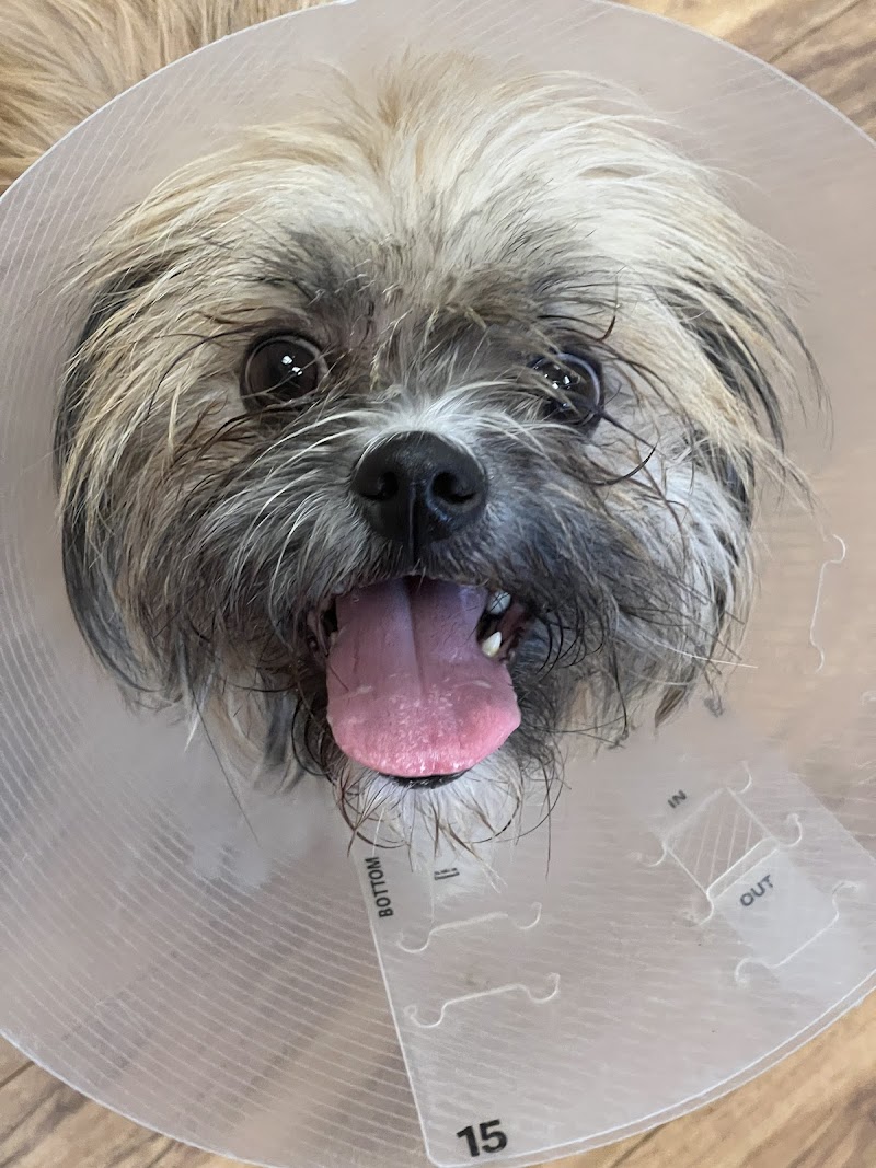 Valley Humane Society's Phil Scholz Veterinary Surgery Center photo 5