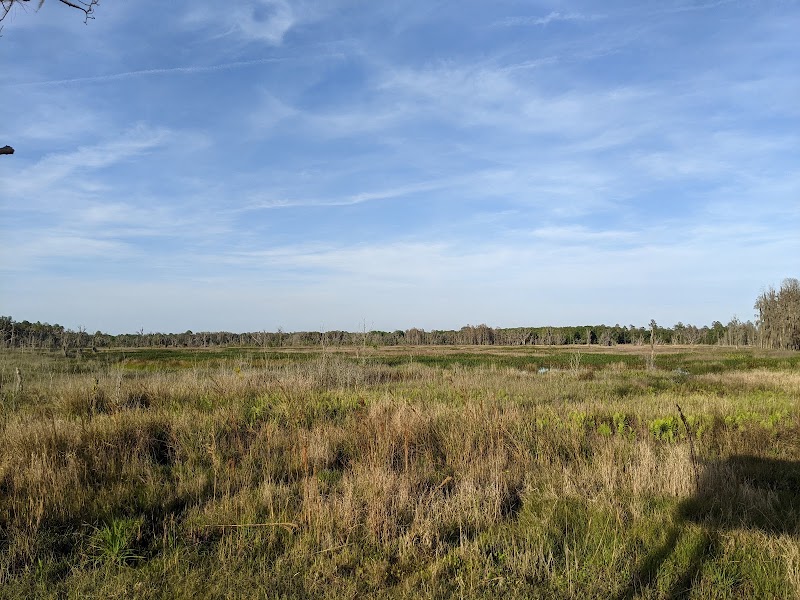 Lower Green Swamp Nature Preserve photo 3