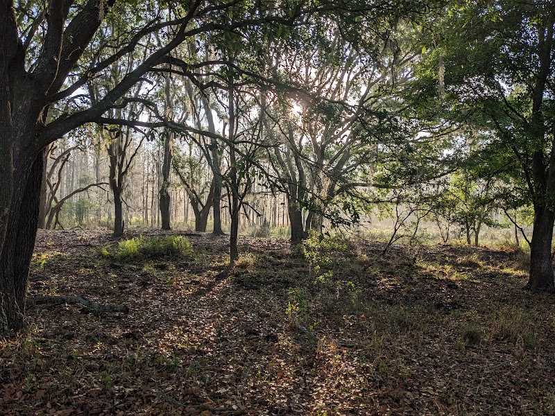 Lower Green Swamp Nature Preserve photo 5