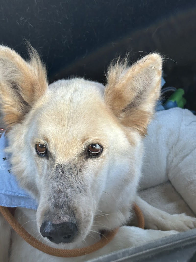 Marin City Animal Hospital photo 4