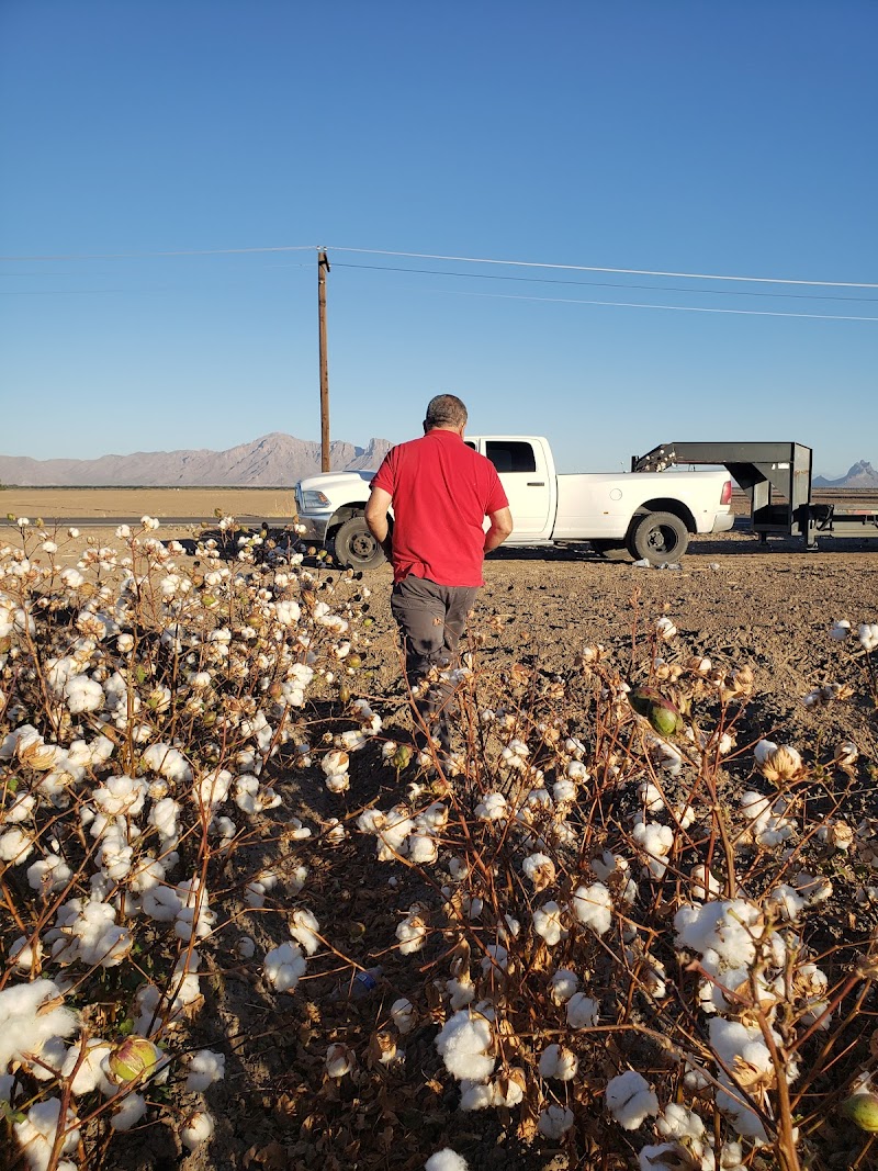 Photo of Olam Cotton