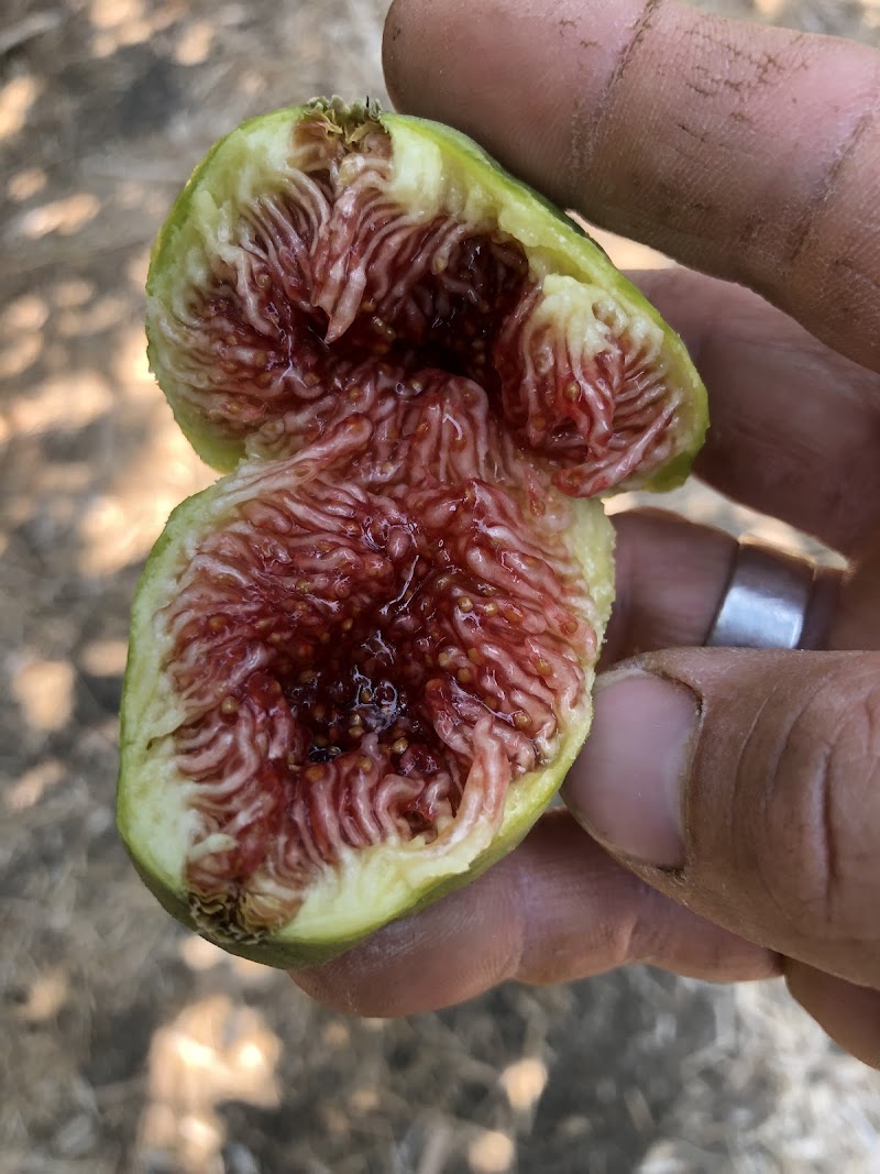 Knoll Organic Farms photo 5