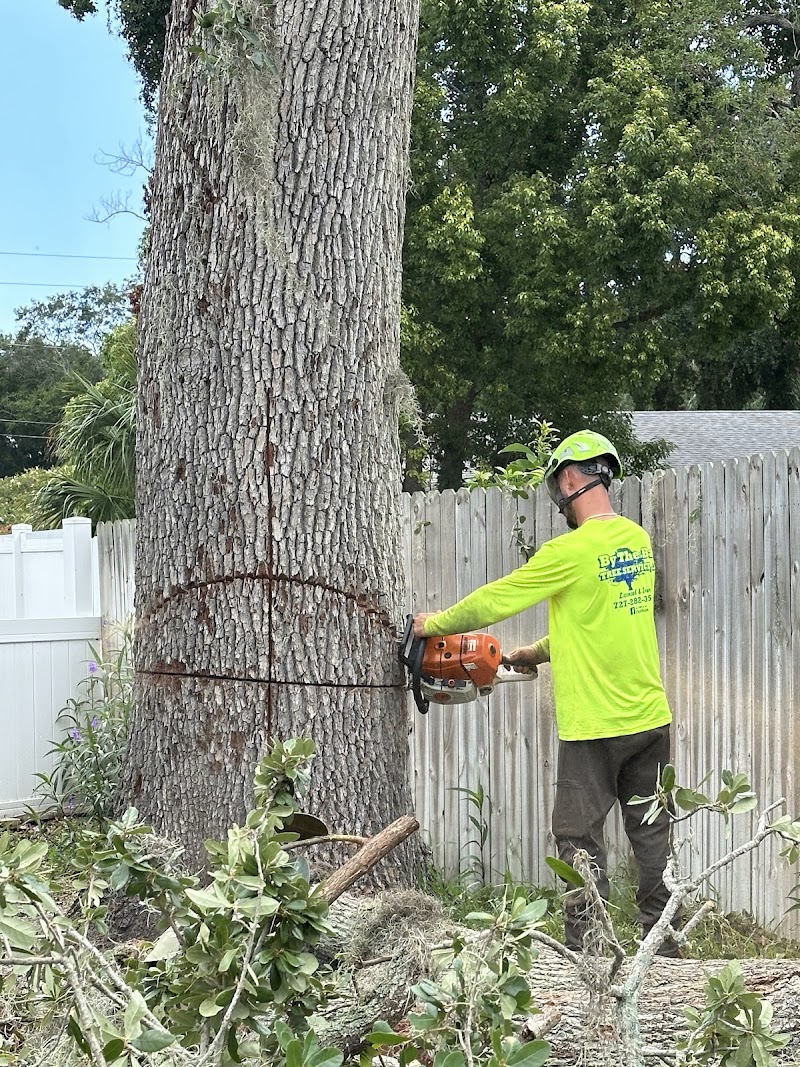 By The Bay Tree Service photo 4