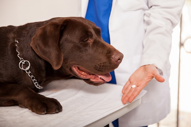 Bay Cities Animal Hospital photo 2