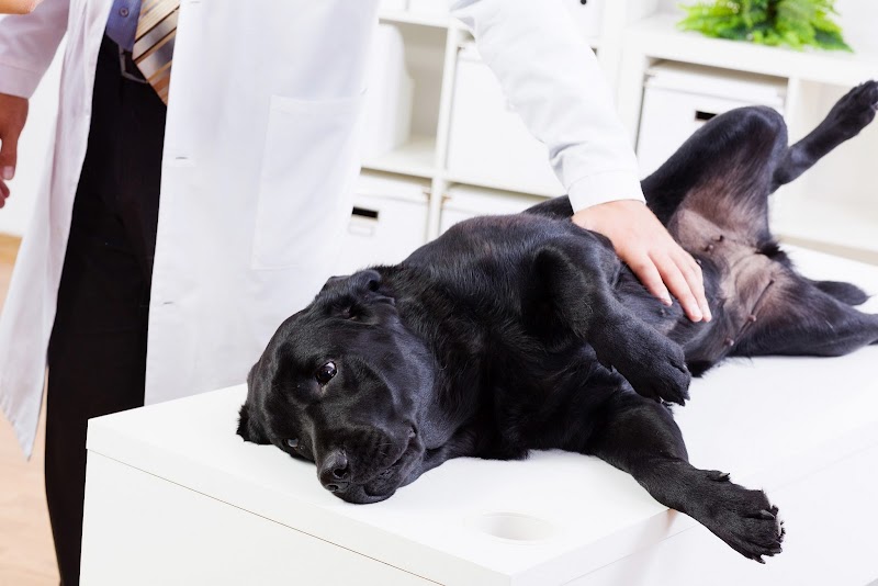 Bay Cities Animal Hospital photo 4