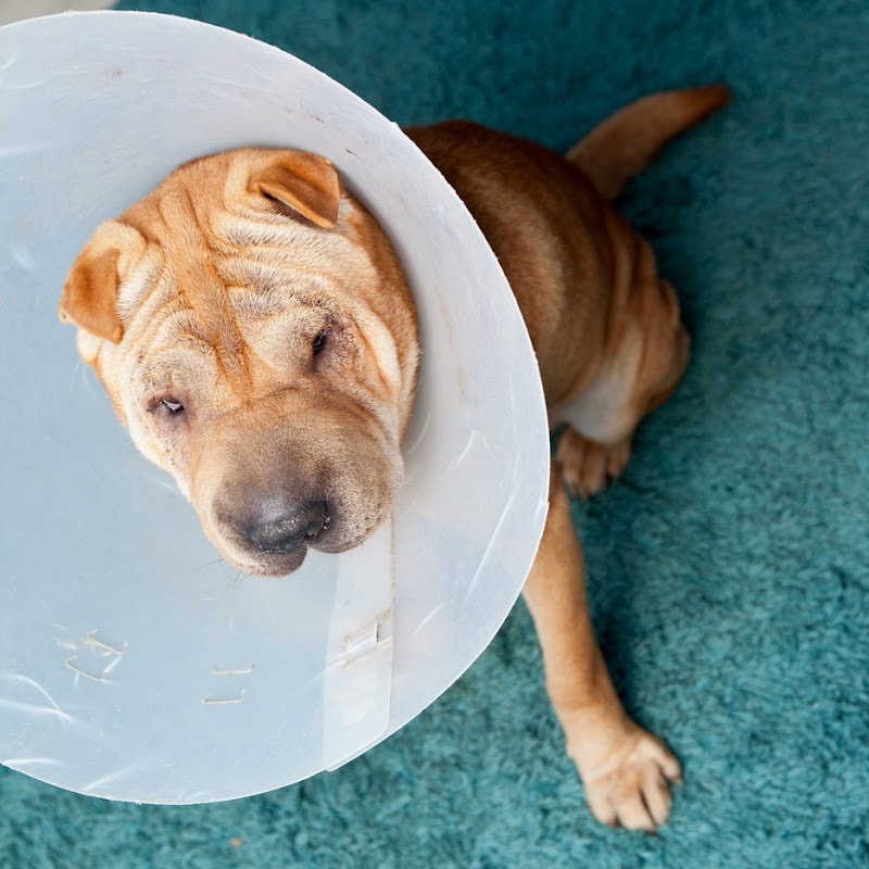 Bay Cities Animal Hospital photo 5