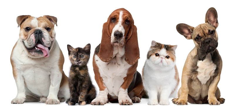 Photo of Bay Cities Animal Hospital