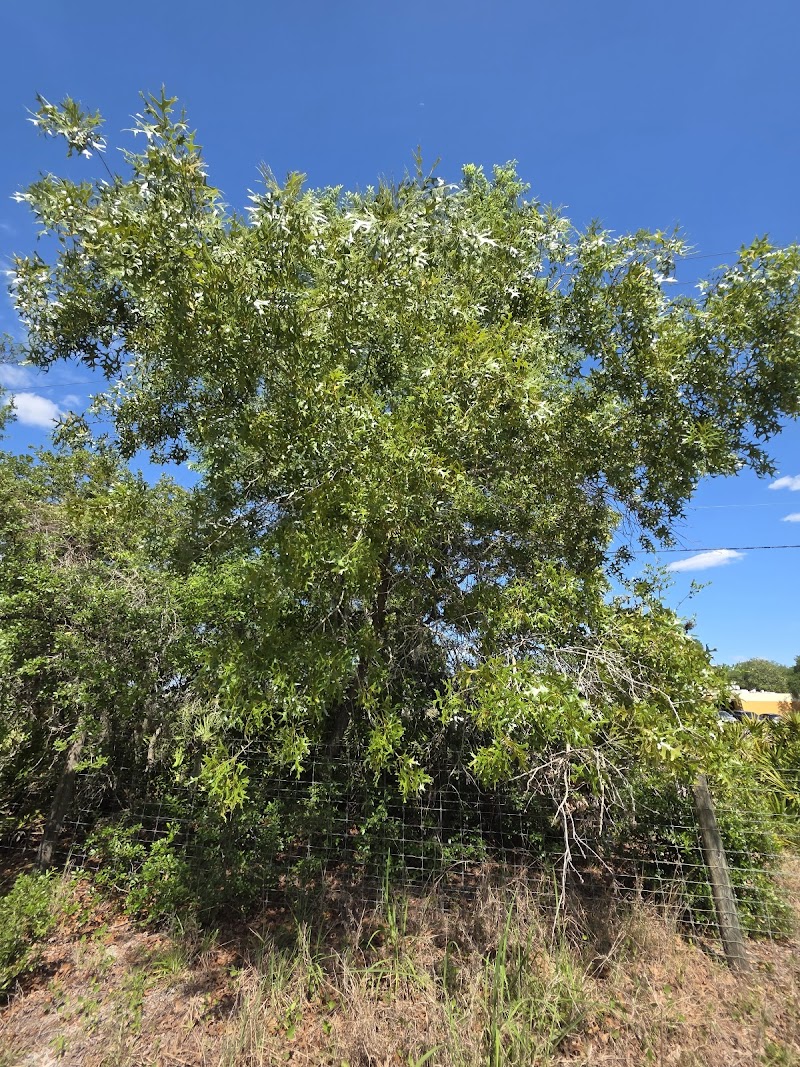 Lake Wales Ridge Wildlife and Environmental Area - Lake Blue photo 5