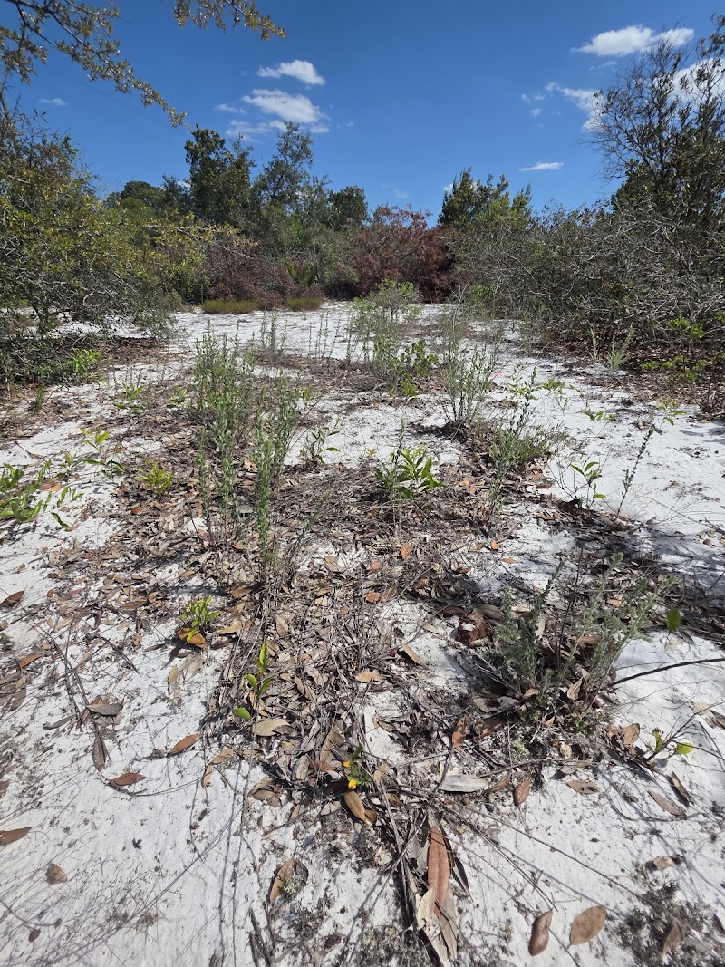 Lake Wales Ridge Wildlife and Environmental Area - Lake Blue photo 4