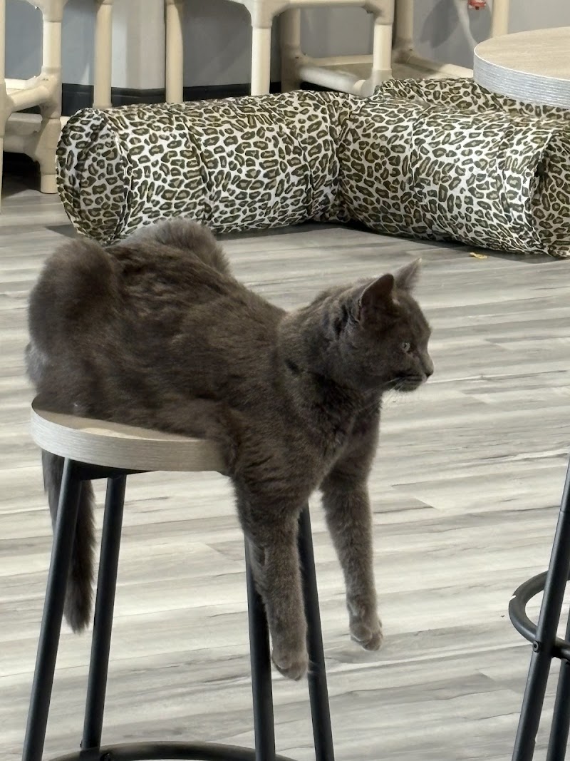 Photo of Rosie’s Kitty Catfé