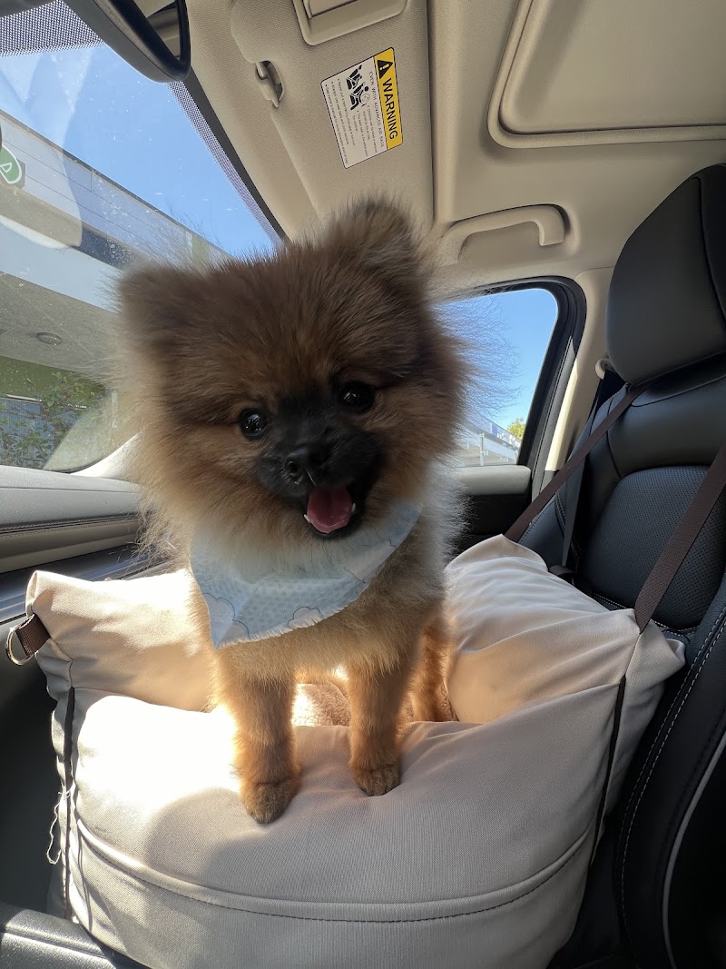 Photo of OhMyDog