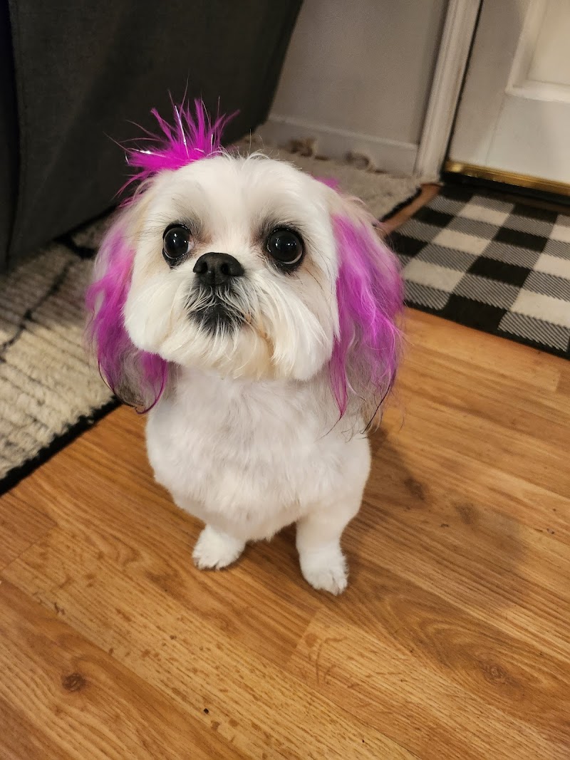 OhMyDog photo 3