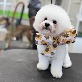 OhMyDog photo 2