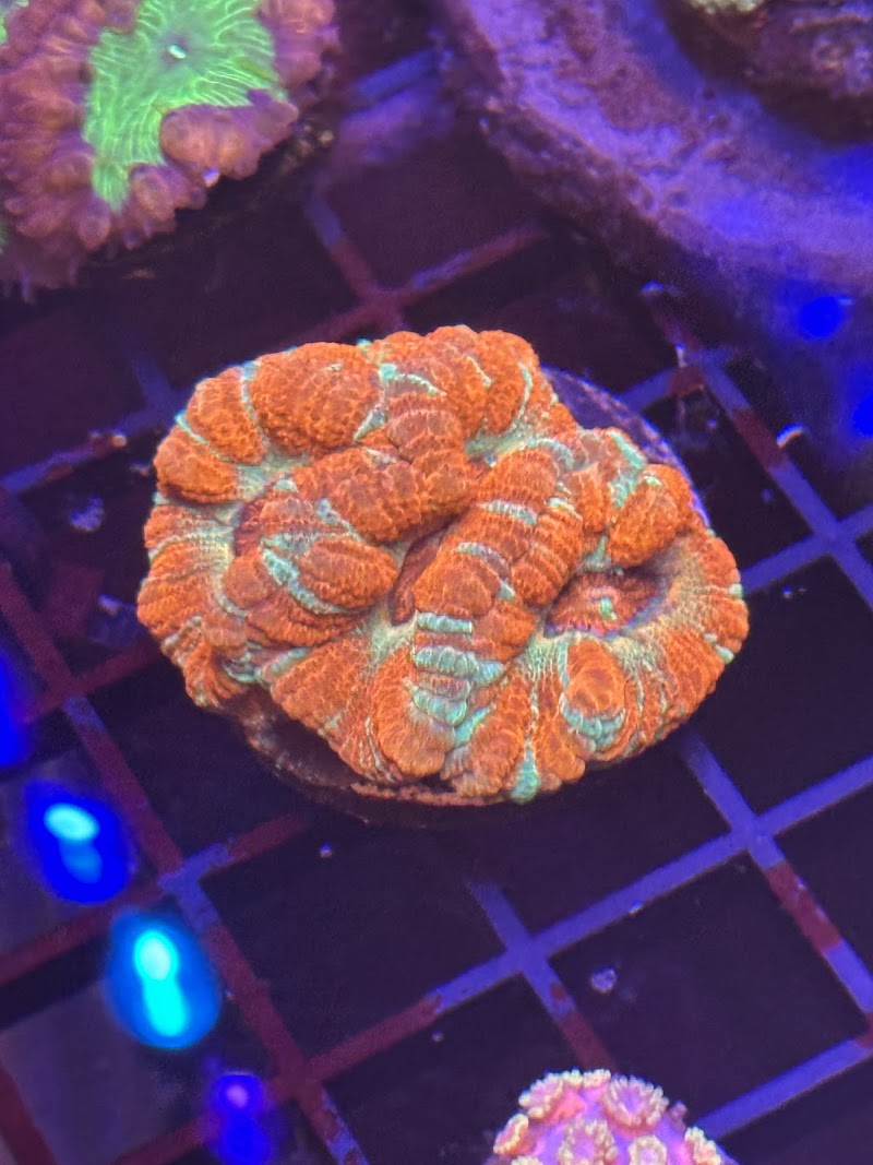 Islander Corals photo 2