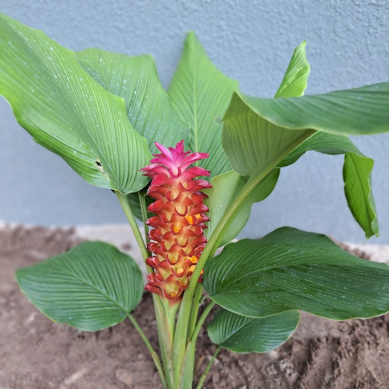 Photo of Walmart Garden Center