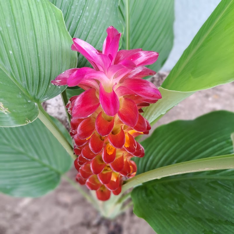 Walmart Garden Center photo 2