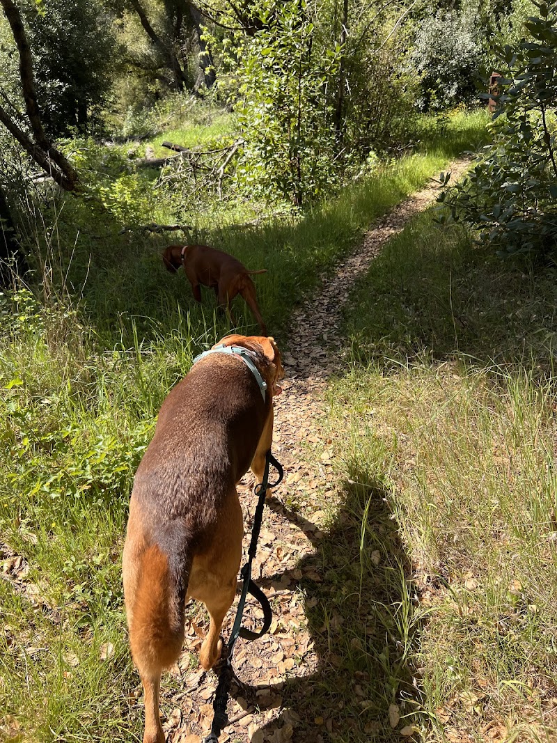 Happy Dog Adventures photo 4