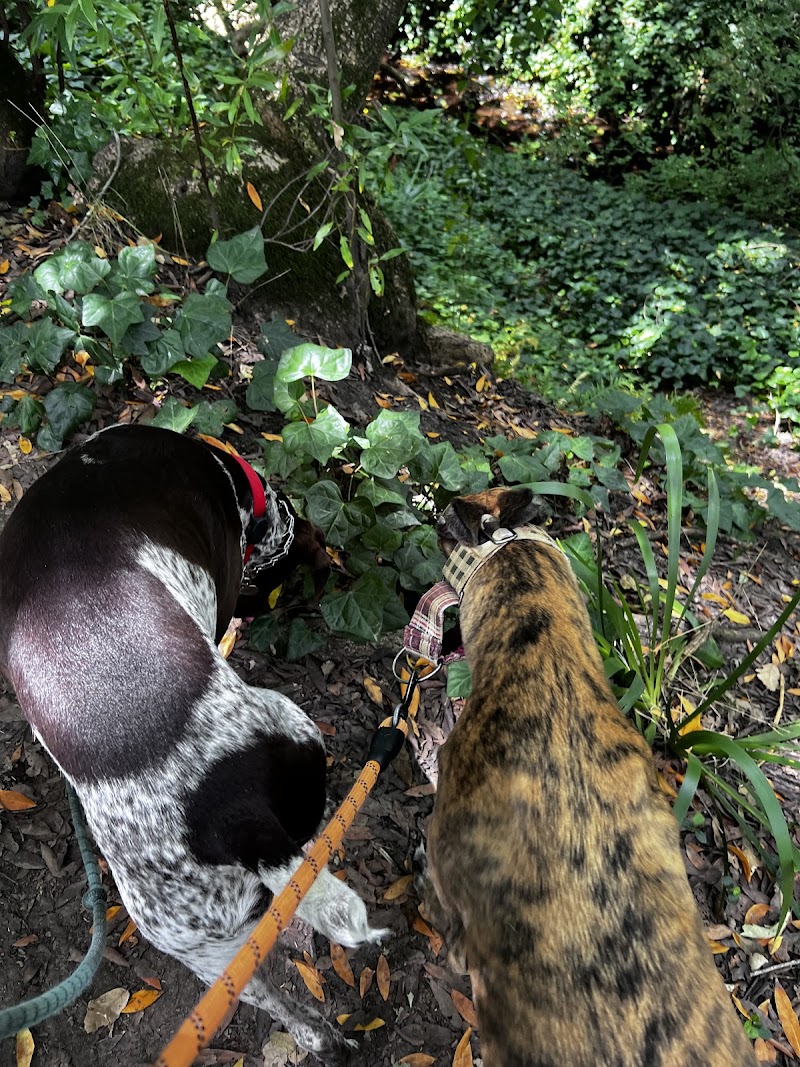 Happy Dog Adventures photo 5