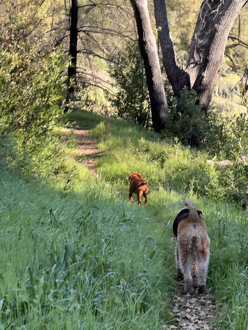 Happy Dog Adventures photo 3