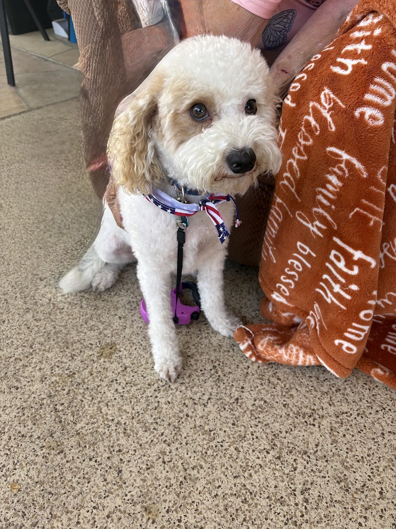 4 Paws Pet Resort photo 5