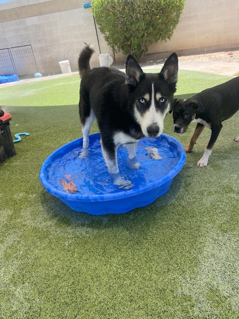 4 Paws Pet Resort photo 3