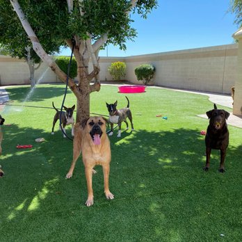 4 Paws Pet Resort photo 2