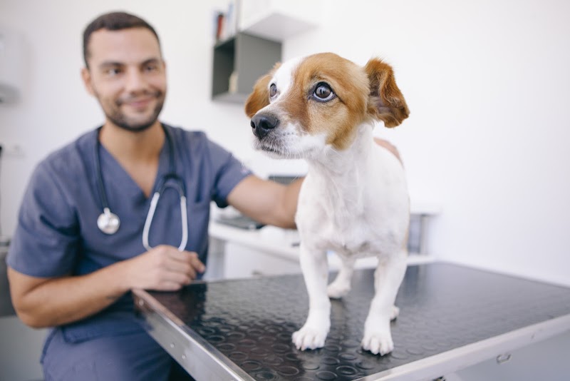 Washington Avenue Veterinary Emergency & Specialty Hospital (WAVES) photo 2