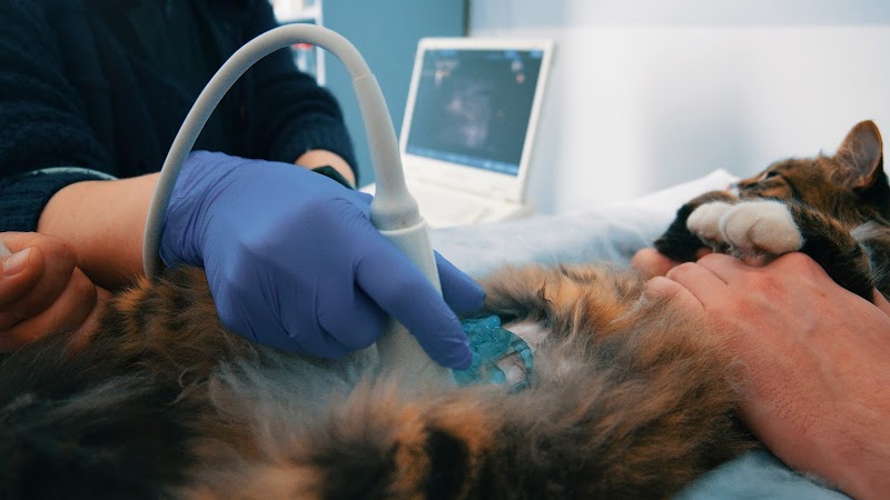 Washington Avenue Veterinary Emergency & Specialty Hospital (WAVES) photo 4