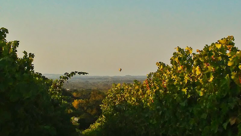 Windsor Oaks Vineyards photo 5