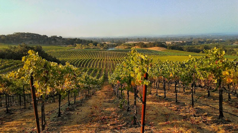 Windsor Oaks Vineyards photo 2