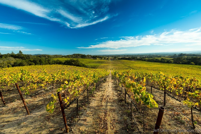 Photo of Windsor Oaks Vineyards