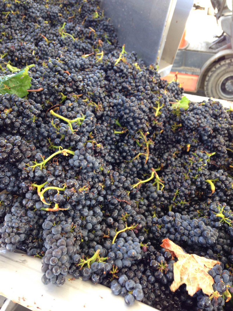 Windsor Oaks Vineyards photo 3