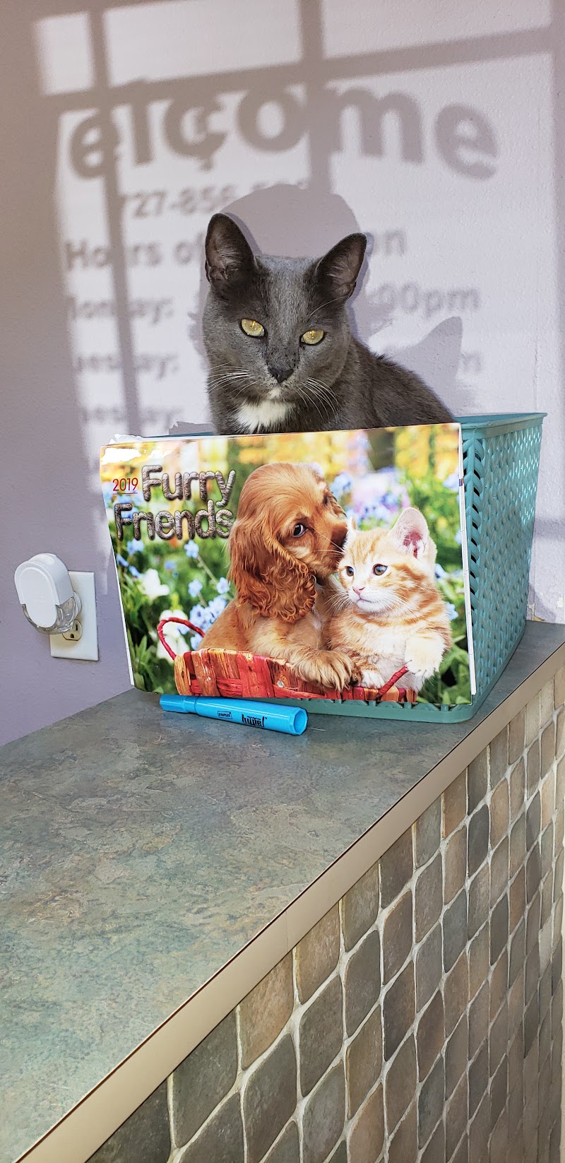 Companion Animal Hospital photo 3