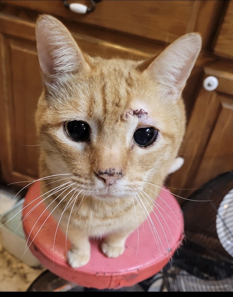 Companion Animal Hospital photo 4