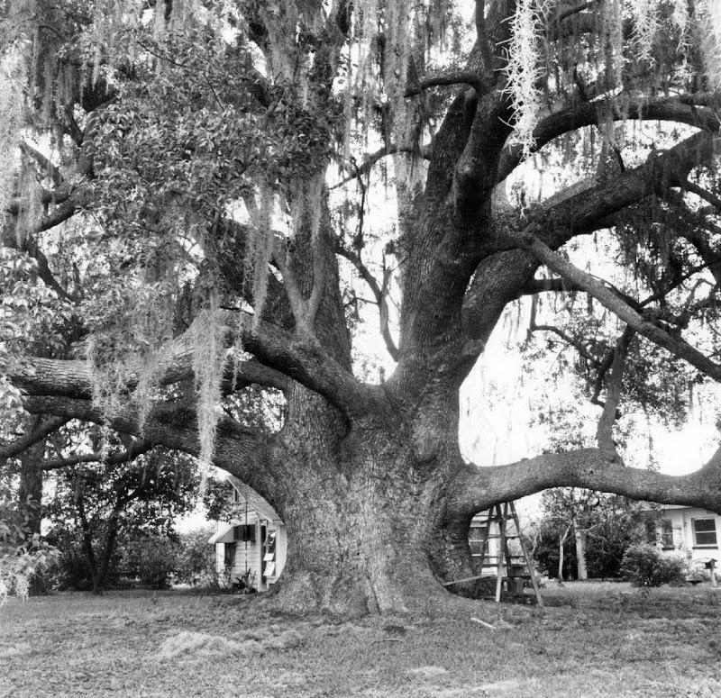 Photo of Lake Thomosasa Hillsboro County Florida