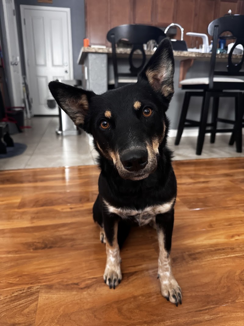 Furfield Pet Place photo 4