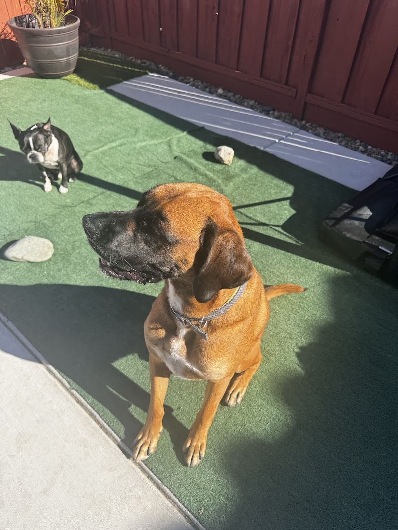 Furfield Pet Place photo 3