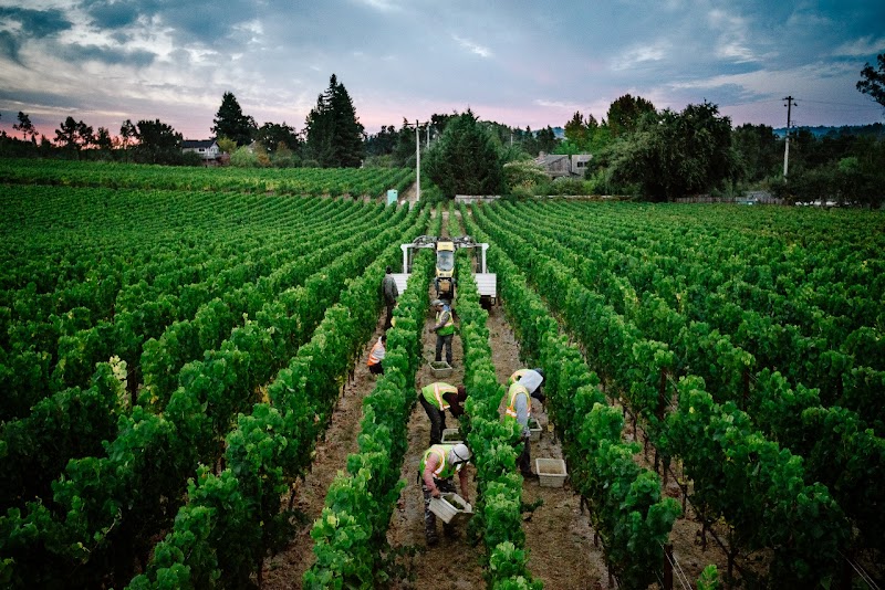 Small Vines Wines photo 2