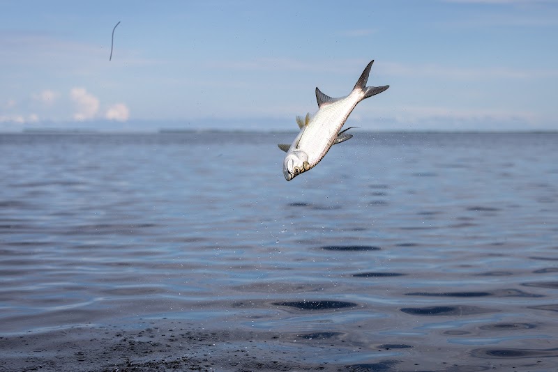 Tampa Fly Fishing Guide - Captain Ethan Kiburz photo 2