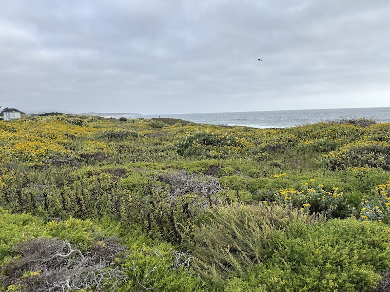 Half Moon Bay Beach photo 4