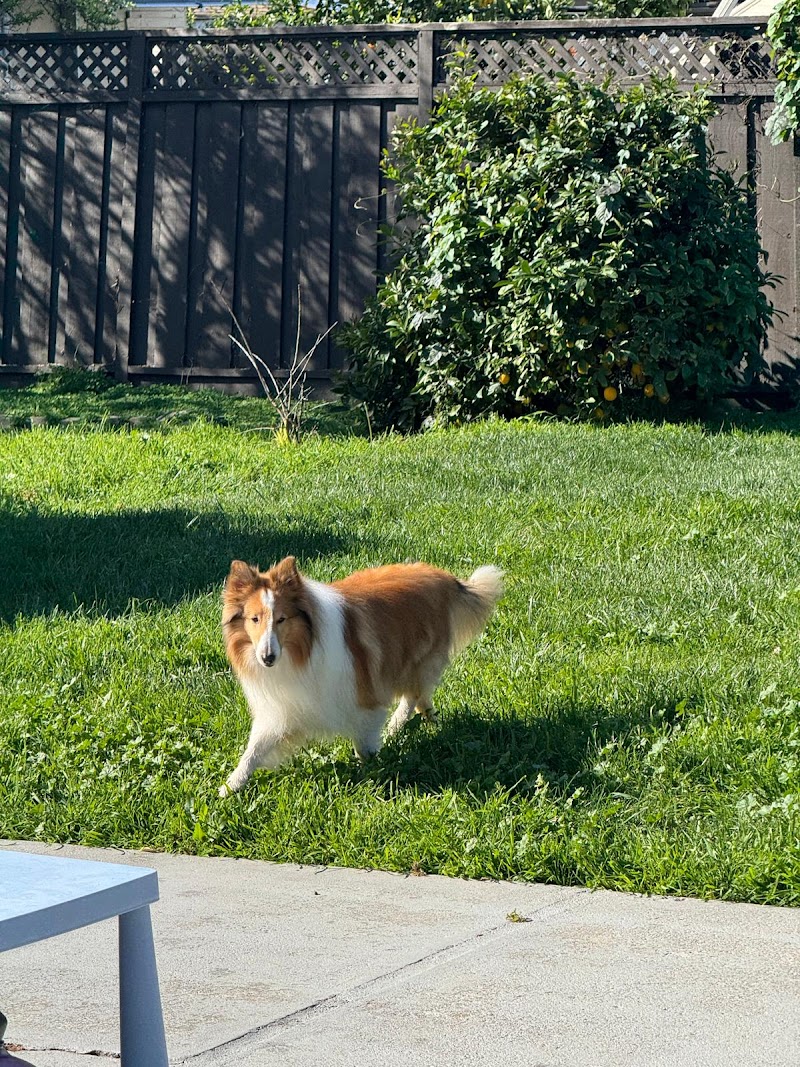 Pet Lovers Hotel Pet photo 5