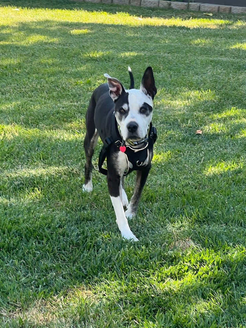 Pet Lovers Hotel Pet photo 4
