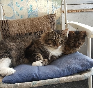 Primary Care Cat Clinic photo 2