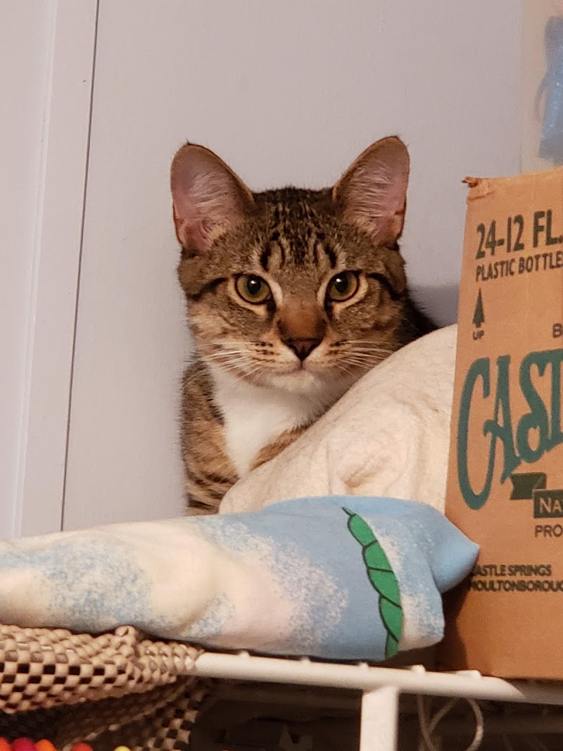 Primary Care Cat Clinic photo 4