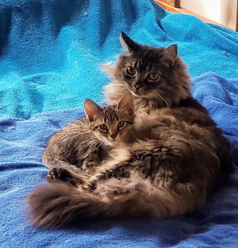 Primary Care Cat Clinic photo 3