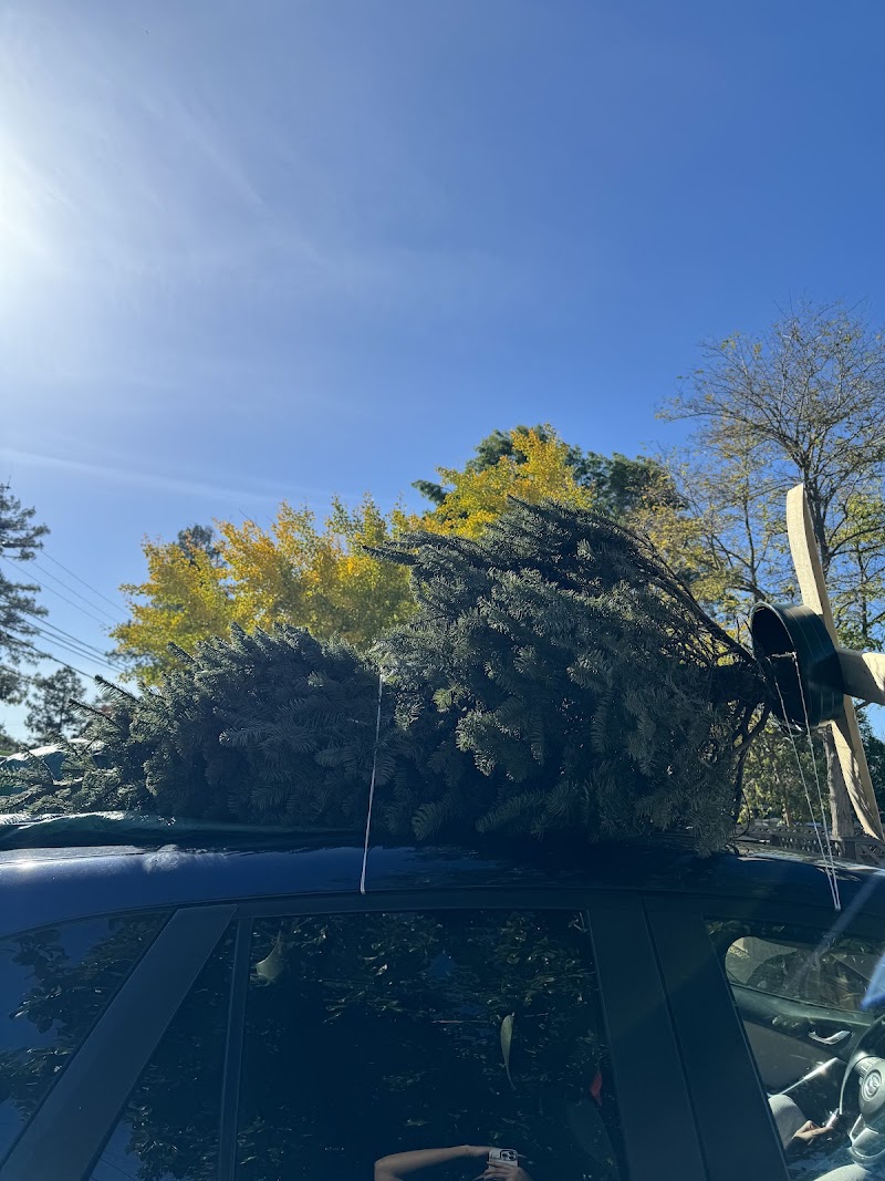 Honey Bear Trees photo 5